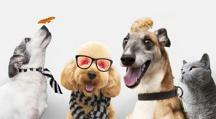 Ganadores sorteo mes de las mascotas
